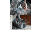 Альбом для рисования А4 48л. ВЗГЛЯД КОТЁНКА на склейке, матовая лам, выб. лак  2дизайна